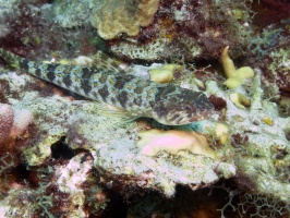 Sand Diver IMG 7683